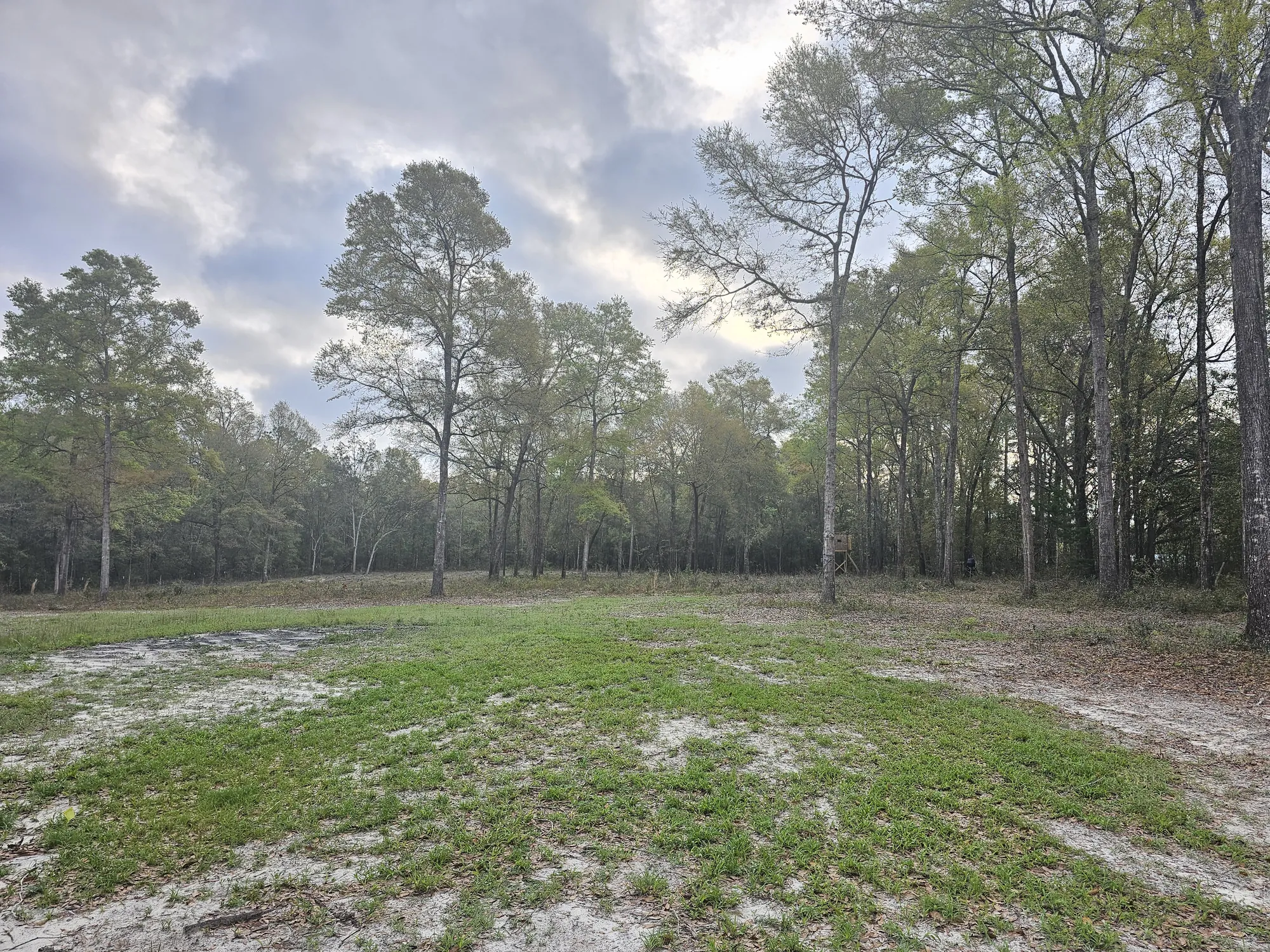 Professional land clearing and site prep in North Florida with mature trees preserved