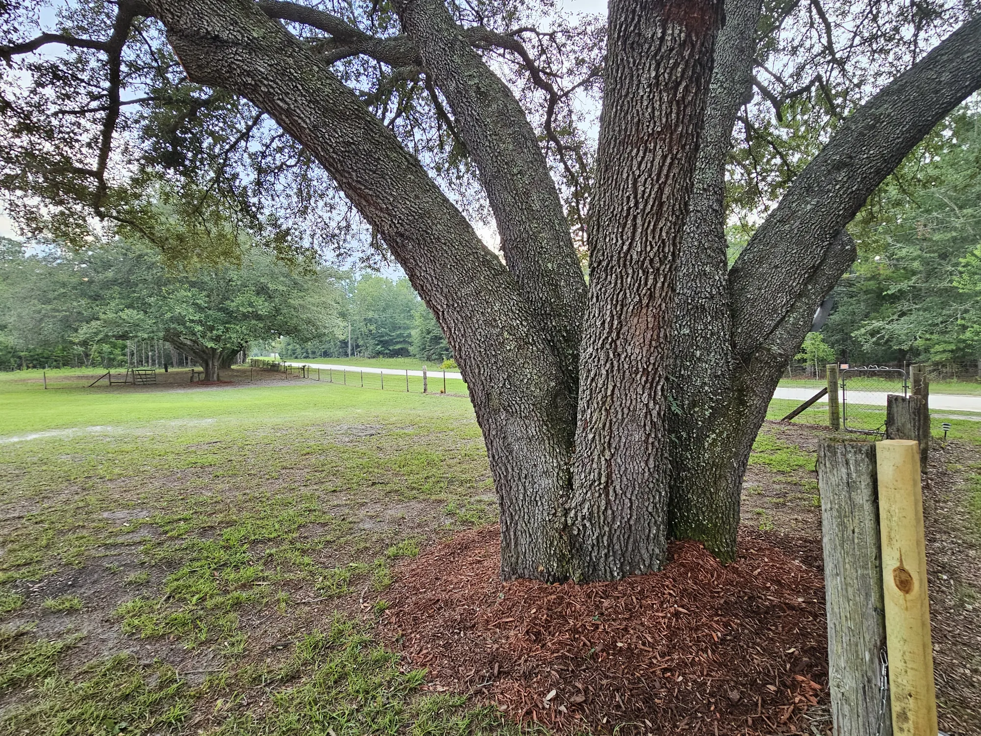 Tree preservation during professional land clearing in North Florida