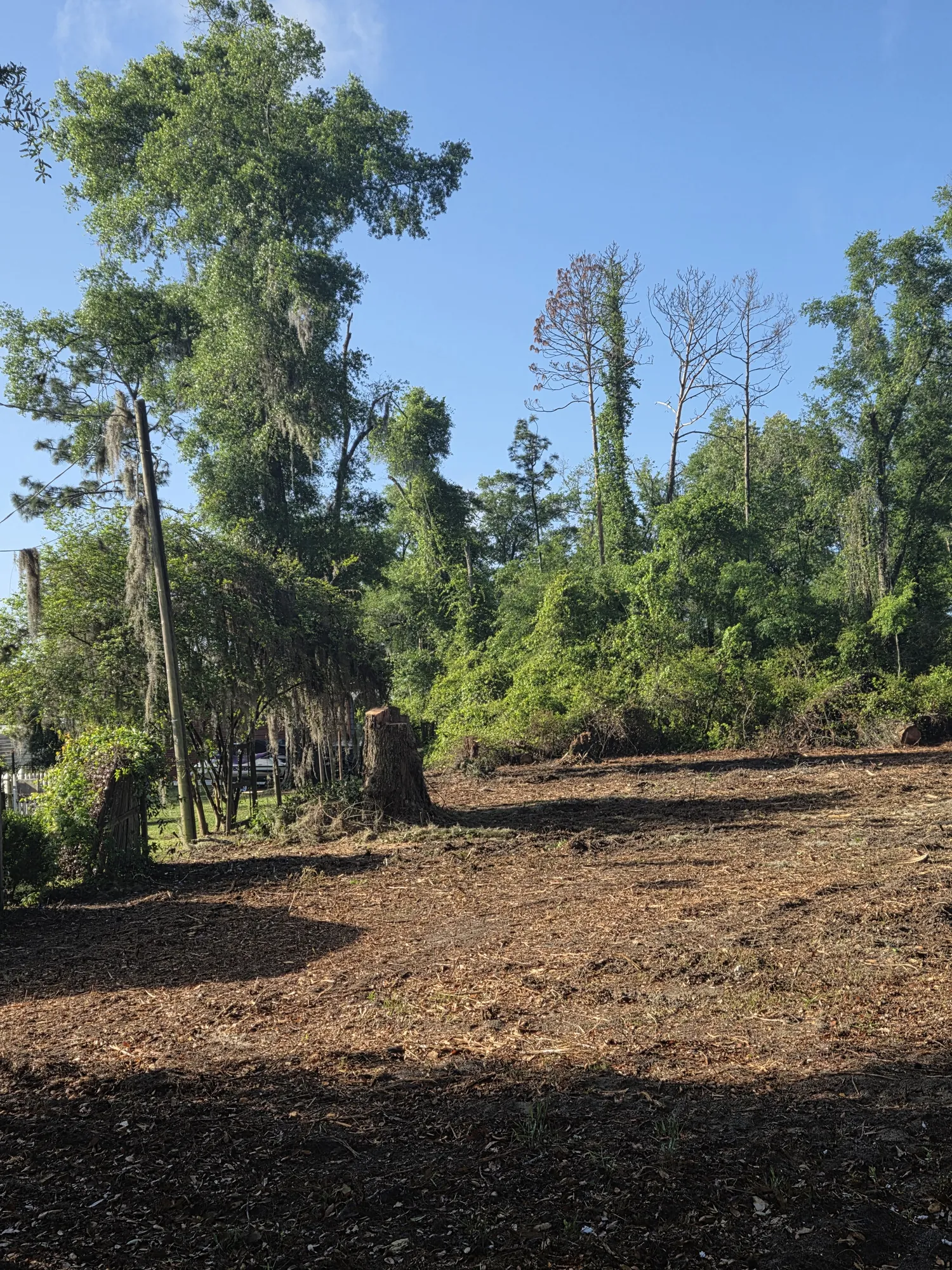 Brush clearing and stump removal revealing usable land in North Florida